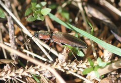 Agriotes collaris