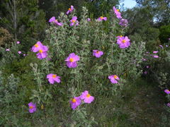 Cistus creticus eriocephalus