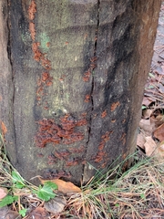 Hydnoporia tabacina image
