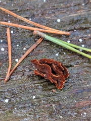 Hydnoporia tabacina image