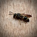 Smiling Mason Wasp - Photo (c) Barbara Tomlinson, some rights reserved (CC BY-NC), uploaded by Barbara Tomlinson