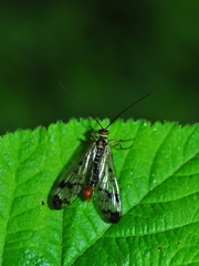 Panorpa cognata