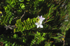 Veronica masoniae