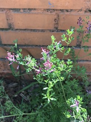 Fumaria officinalis