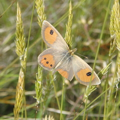 Argyrophenga antipodum