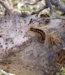 Euproctis chrysorrhoea