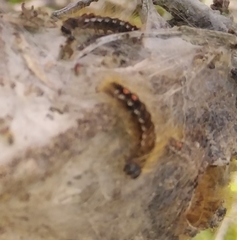 Euproctis chrysorrhoea