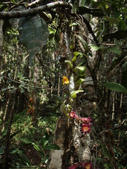 Bulbophyllum analamazoatrae image