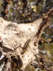 Euproctis chrysorrhoea