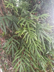 Pleopeltis pleopeltifolia