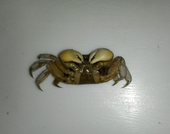 Parasesarma persicum