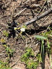 Pharnaceum dichotomum