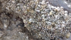 Amphibalanus venustus