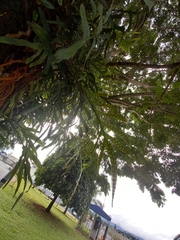 Pleopeltis pleopeltifolia