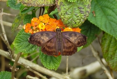 Anastrus sempiternus