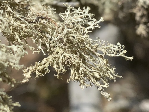 Frayed Ribbon Lichen