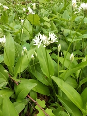Allium ursinum