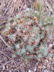 Psammotropha mucronata foliosa
