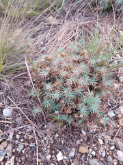 Psammotropha mucronata foliosa