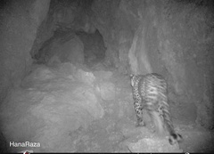 Panthera pardus tulliana