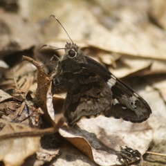 Codatractus arizonensis
