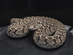 Dasypeltis scabra