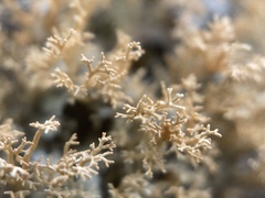 Sphaerophorus fragilis