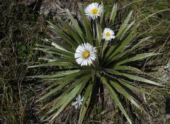 Celmisia armstrongii