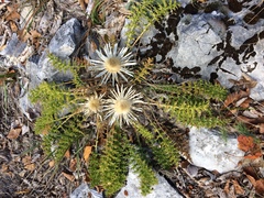 Carlina acaulis
