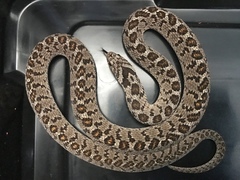 Dasypeltis scabra
