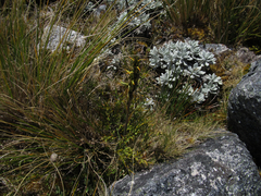 Aciphylla hookeri