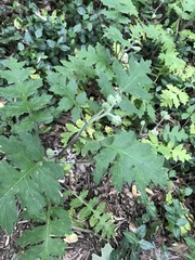 Hydrophyllum macrophyllum