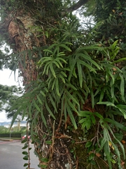 Pleopeltis pleopeltifolia