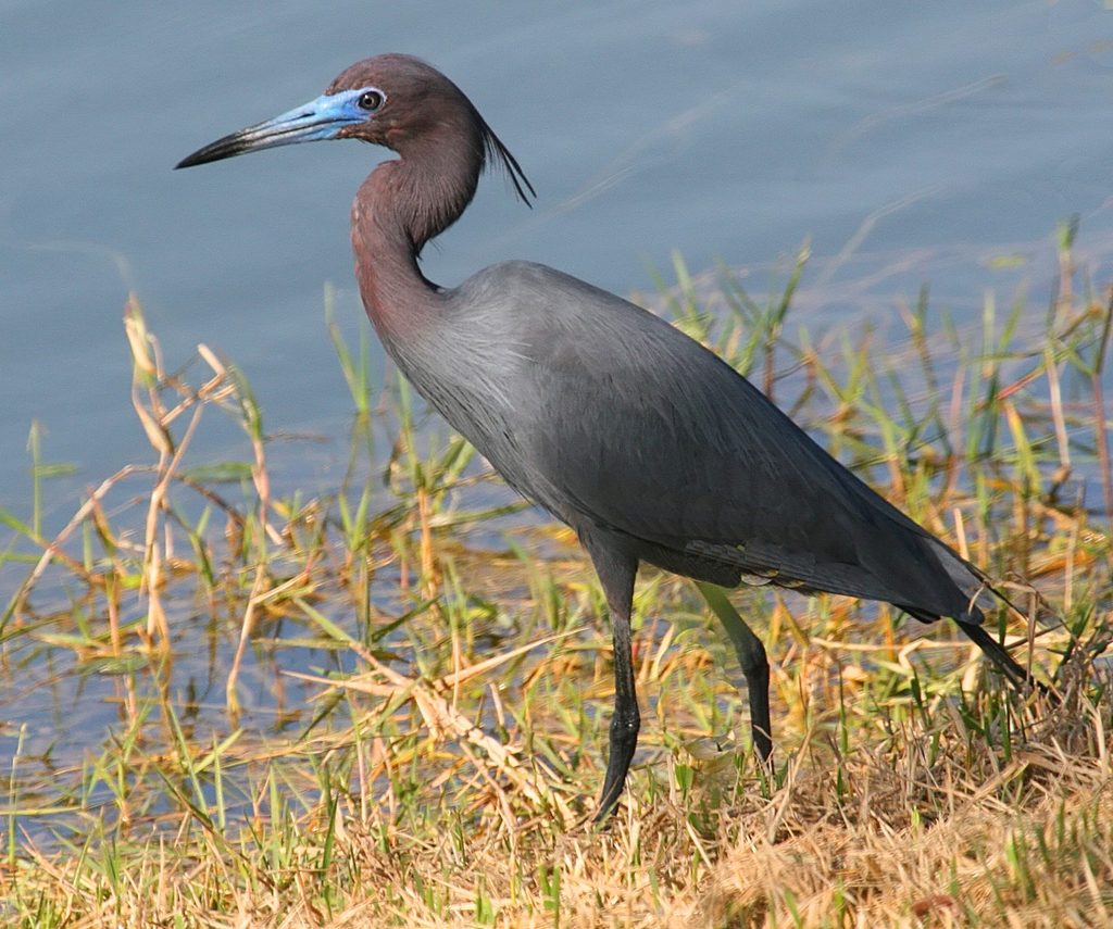 Garca Azul Voando