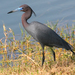 Little Blue Heron - Photo (c) Geoff Coe, some rights reserved (CC BY-NC-ND)
