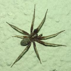 Tegenaria domestica