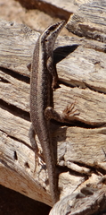 Trachylepis spilogaster