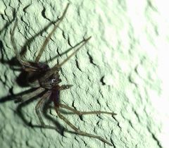 Tegenaria domestica