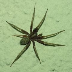 Tegenaria domestica