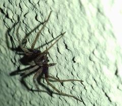 Tegenaria domestica