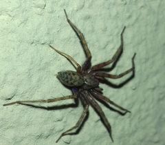 Tegenaria domestica