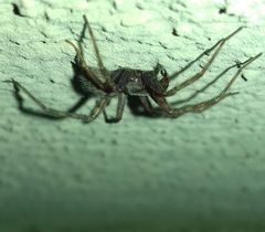 Tegenaria domestica