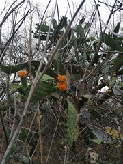 Opuntia lasiacantha