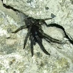 Segestriidae
