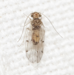 Ectopsocus californicus