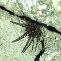 Segestriidae