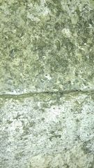 Segestriidae