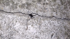 Segestriidae