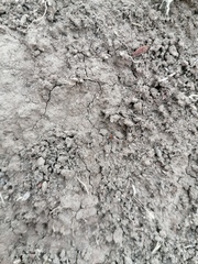 Pseudomyrmex gracilis