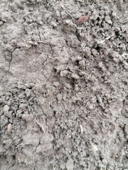 Pseudomyrmex gracilis